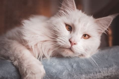 Le Plus Gros Chat Du Monde Race Poids Ge Et Curiosit