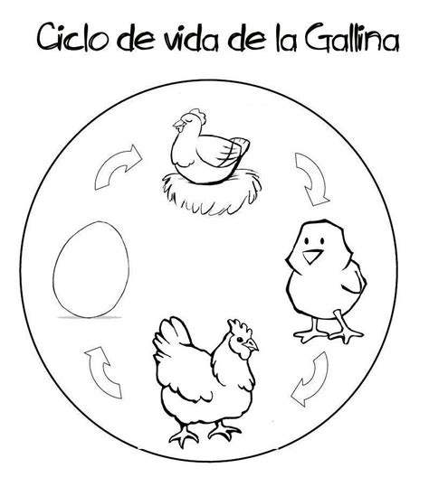 Recursos Y Actividades Para Educación Infantil Ciclo De La Vida De Una Gallina