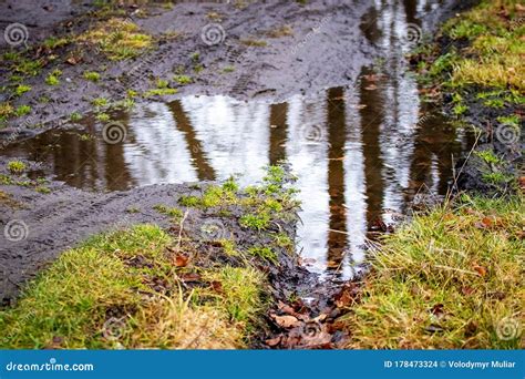 Puddle In Forest Reflection Of Trees In Puddle Stock Photo Image Of