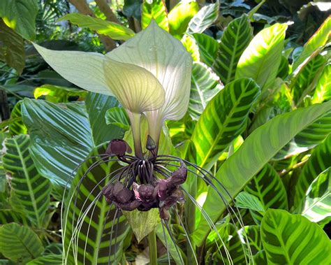 Tacca Integrifolia GardensOnline