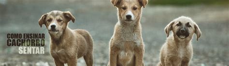 Como Ensinar O Cachorro A Sentar Dicas Passo A Passo