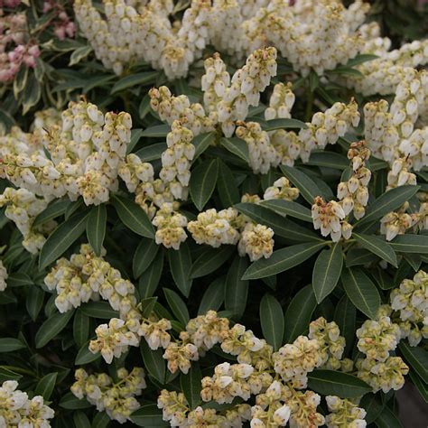 Pieris Japonica ‘prelude Find Haveplanter