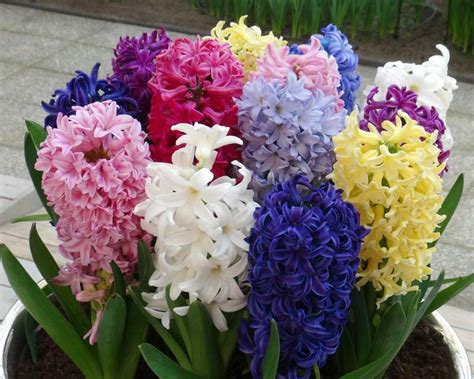 Hyacinthus; Hyacinth