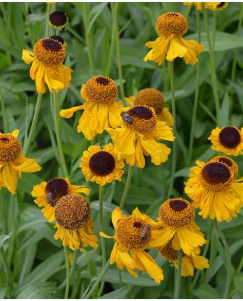 Buy Rare Unusual Exciting Plants Hayloft Helenium The Bishop