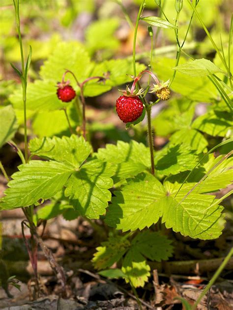 Wild Strawberry Facts And Health Benefits