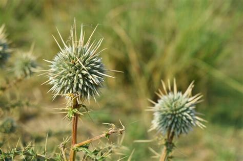 Echinops Sphaerocephalus Echinops Sfaerocephalos Conocido Como Cardo