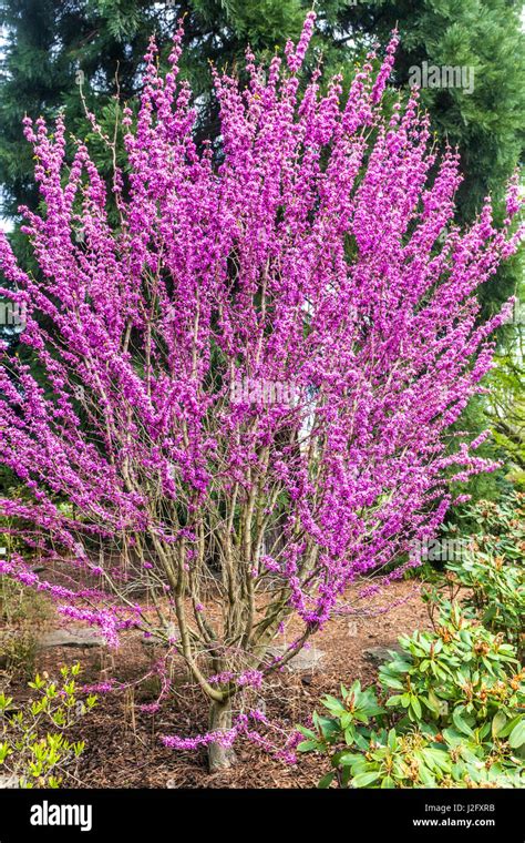 Cercis Chinensis Avondale Chinese Redbud Pink Flower Stock Photo