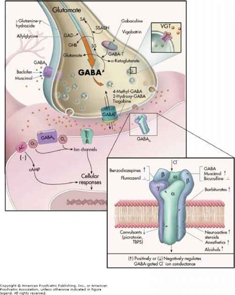 Gabaergic System Psychopharmacology Pharmacological Sciences