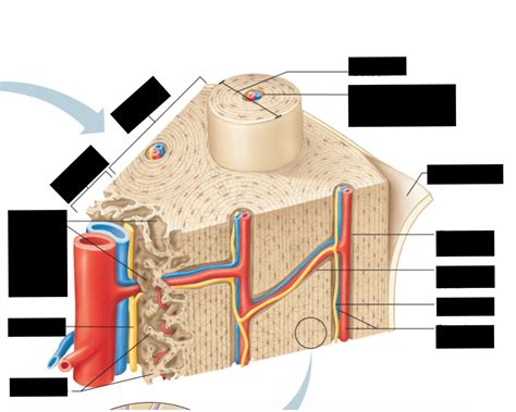 Microscopic Bone Structure Diagram Quizlet