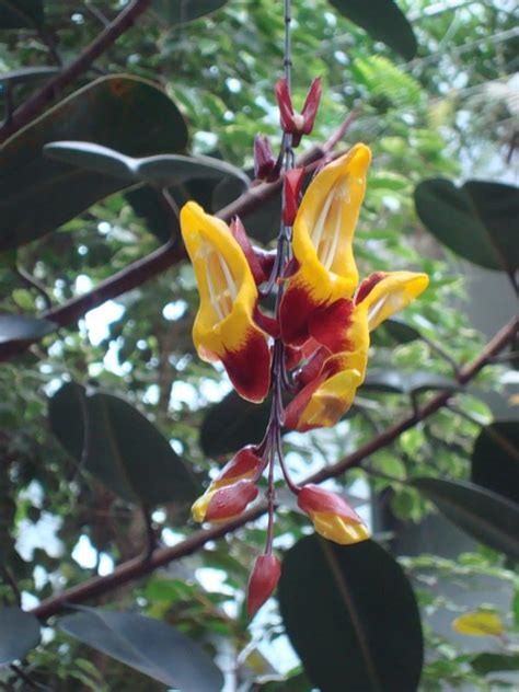 Palmiarnia Ogrodu Botanicznego W Odzi Garnek Pl