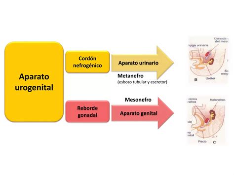 Aparato Urinario De Los Animales Domesticos Ppt
