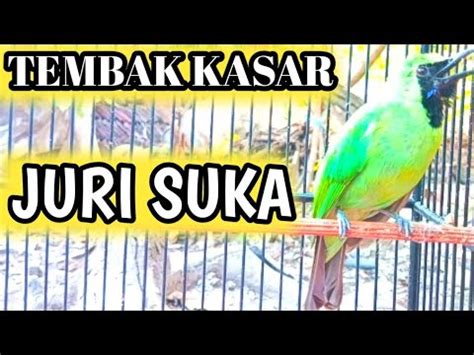 Cucak Ijo NGEKEK Bongkar Tembakan KASAR Dan Panjang LIRIKAN JURI YouTube