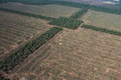 La Fao Reconoce Que El Agro Es Uno De Los Principales Responsables De