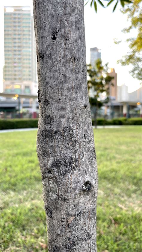 綠化香港運動 綠化知多少 香港觀賞植物照片廊 灌木