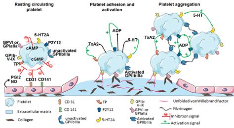 Jci Functional Significance Of The Platelet Immune Off