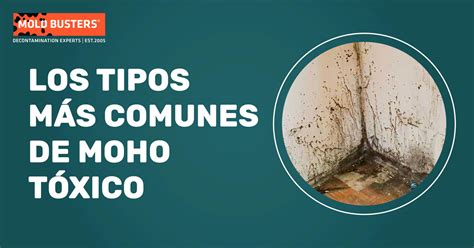 Tipos De Moho Por Efectos En La Salud Toxicidad Y Color Mold Busters