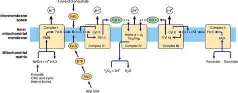 The Respiratory Chain And Oxidative Phosphorylation Basicmedical Key