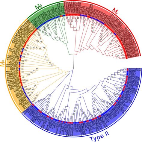 Phylogenetic Trees Of Alfalfa And Arabidopsis Mads Box Proteins