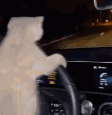 Cat Driving GIFs | Tenor