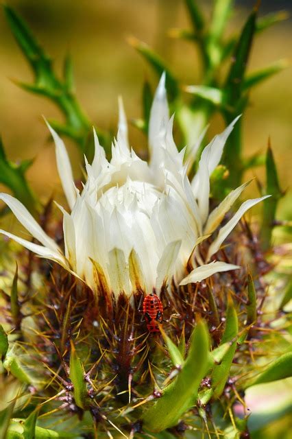 Blume Insekt Berg Kostenloses Foto Auf Pixabay Pixabay