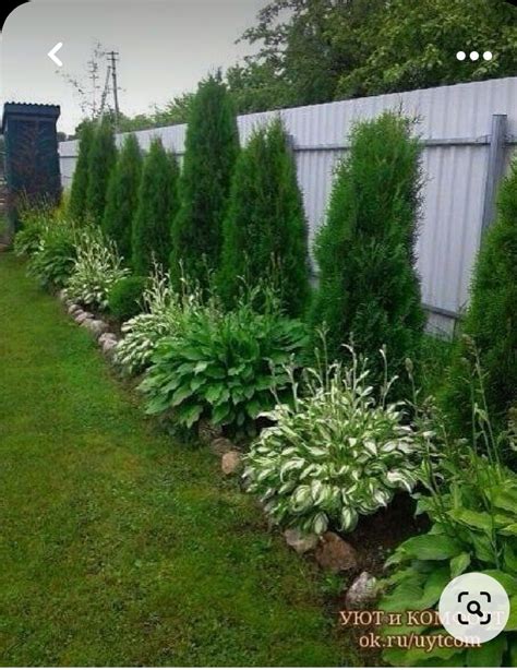 How To Space A Privacy Fence Using Arborvitae Pyramidalis Artofit