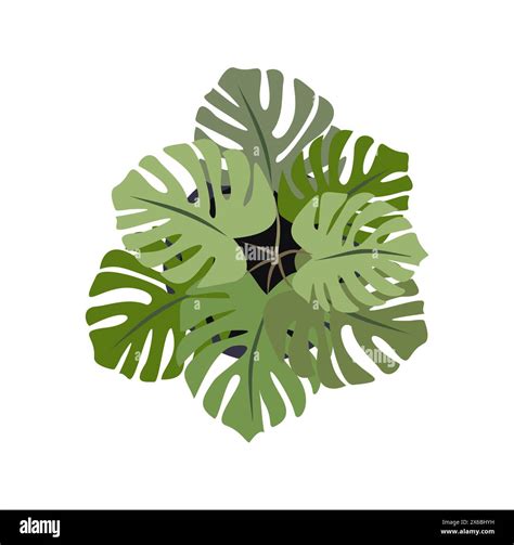 Monstera Deliciosa House Plant Top View Vector Stock Vector Image And Art