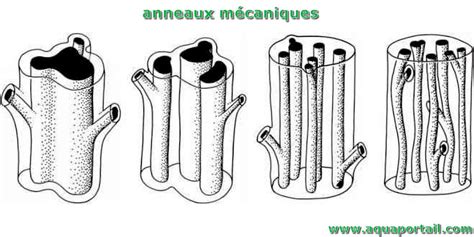 Anneau M Canique D Finition Et Explications