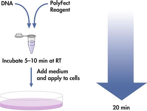 Polyfect Transfection Reagent