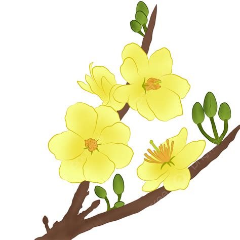 Apricot Blossom Yellow PNG Picture Beautiful Yellow Apricot Blossom