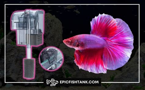 Betta Epic Fish Tank