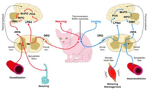 Control Mechanisms To Regulate Body Temperature Via Feedback