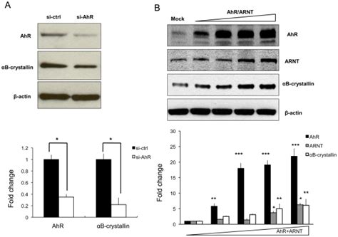 A 80 Pmol Of Sirna Targeting Ahr Mrna Si Ahr Or Non Targeting Sirna Download Scientific