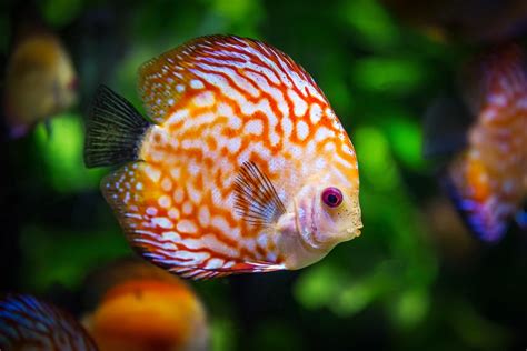 Top 23 Most Colorful Freshwater Fish for Your Aquarium