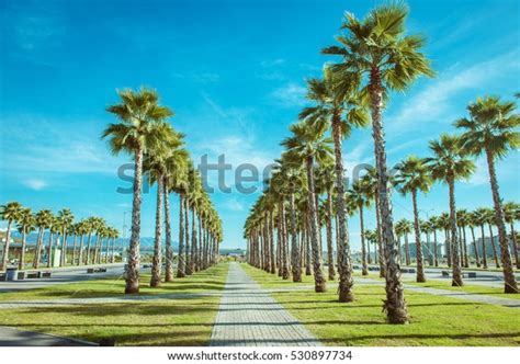 47 Redlands Miami Royalty-Free Images, Stock Photos & Pictures ...