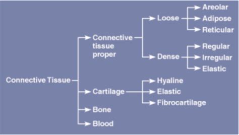 Anp Topic The Structural Organization Of The Human Body