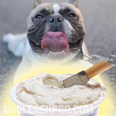 Can Dogs Eat Cream Cheese Dog Leash Pro