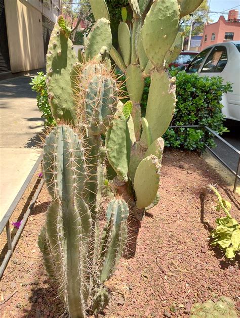 El pequeño jardín secreto de cactáceas y suculentas en Coyoacán Soy