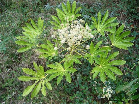 Aralia Fatsia Japonica Una Planta De Interior Vers Til