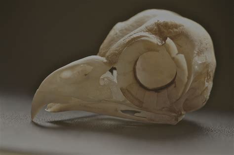 Owl Skull Bones Bones Skull Owl