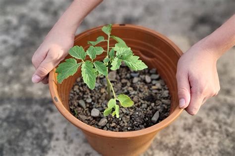 Hogar Plantas Comestibles Para Cultivar En Casa Parte Reggia Panam