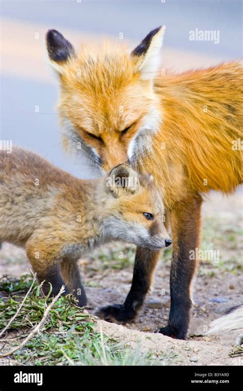 Usa Colorado Breckenridge Red Fox Mother With Kit Stock Photo Alamy