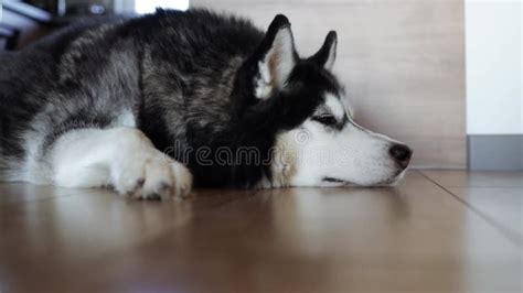 Triste Perro Husky Siberiano Tendido En El Suelo De Madera En Casa