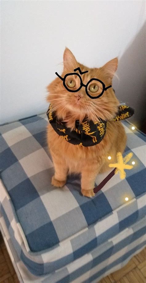 Cat Dressed As Harry Potter - AS XBW