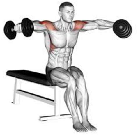 Seated Dumbbell Side Lateral Raises By Elizabeth Helmick Exercise How To Skimble