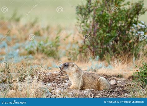 Steppe Marmot Marmota Bobak. Stock Photo - Image of marmota, outdoors ...