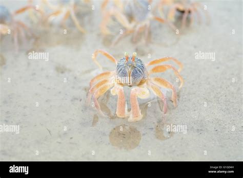 Portrait of a Small Crab Stock Photo - Alamy