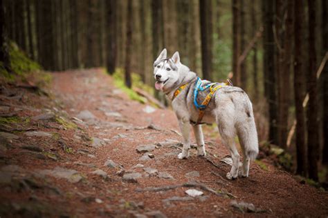 Forest Dog Rescue How To • Tips & Tricks for Pets