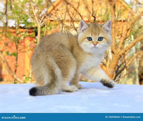 British Shorthair Kitten Golden Color Stock Photo - Image of blueeyes ...