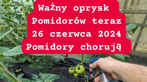 Ważny oprysk pomidorów w czerwcu Szara pleśń atakuje pomidory 26 06