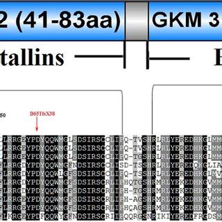 Dna Sequences Of Grygc In Affected And Control Individuals Sequence